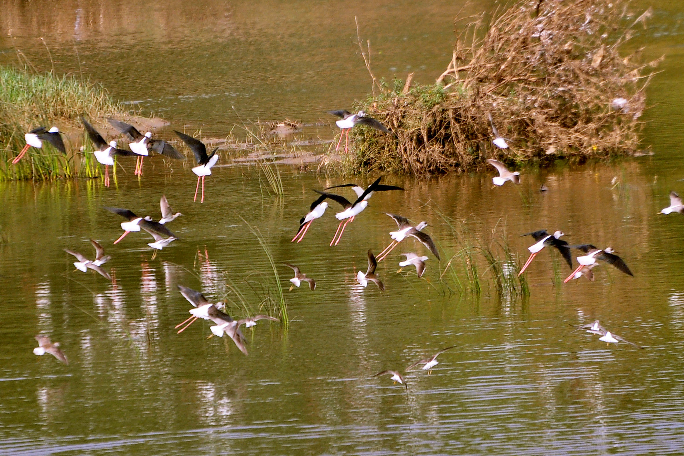 Vizag Gears Up for Winter Arrival of Migratory Birds