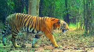 Forest wing swings into action to save tigers, people