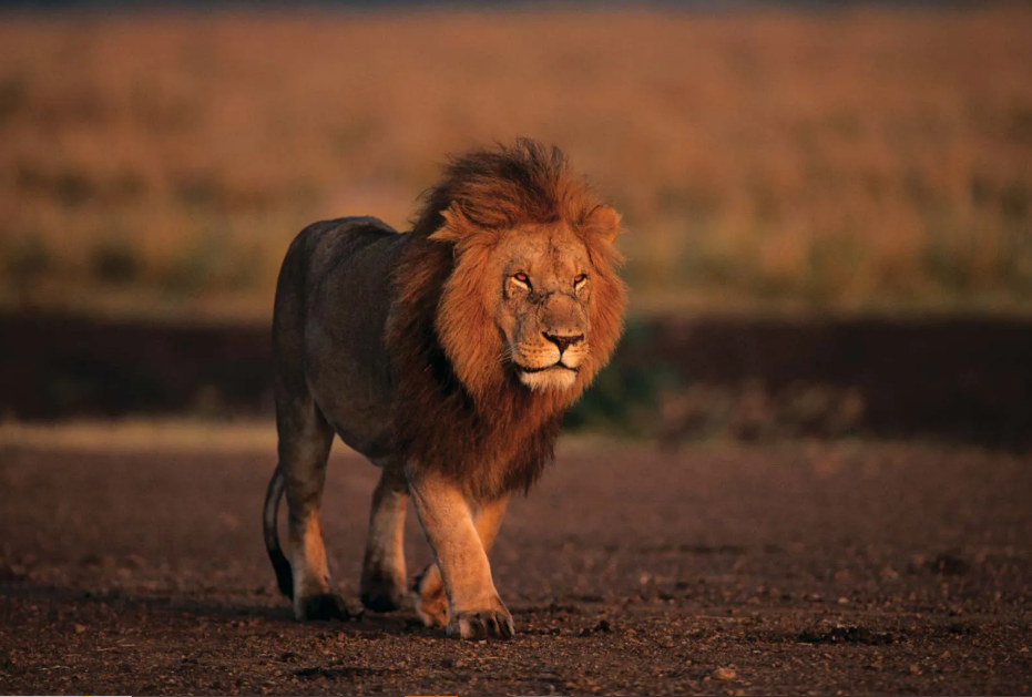 Loco pilots save 8 lions on Gujarat railway tracks