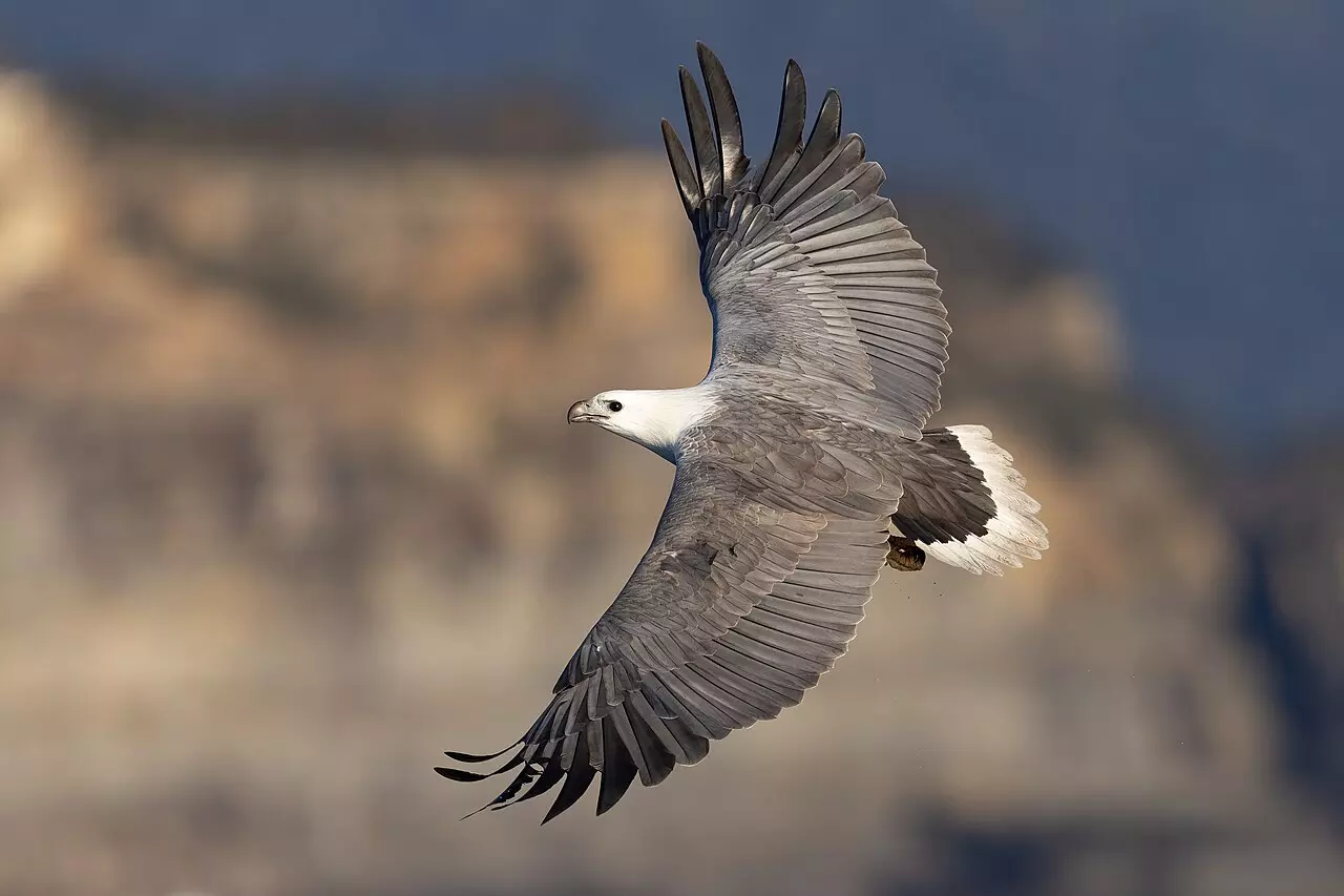 Population of white-bellied sea eagles goes up in Visakhapatnam