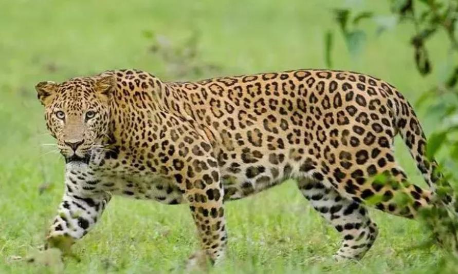 Leopard Spotted in Mahanandi Area