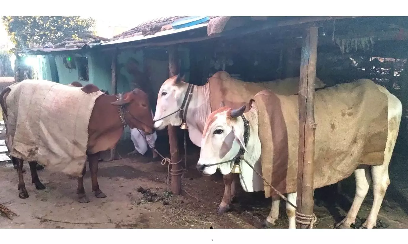 Farmers Stitch Sweaters for Cattle As Temperatures Dip Below 6.5°C in Adilabad