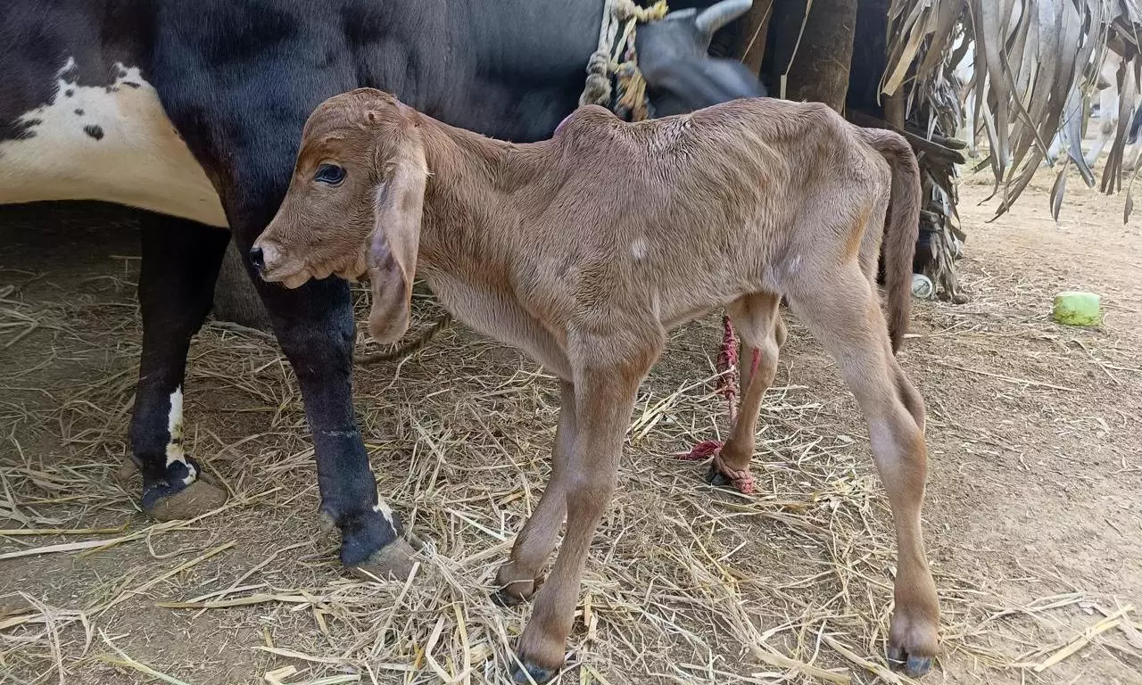 First calf by embryo transfer born in Vizianagaram