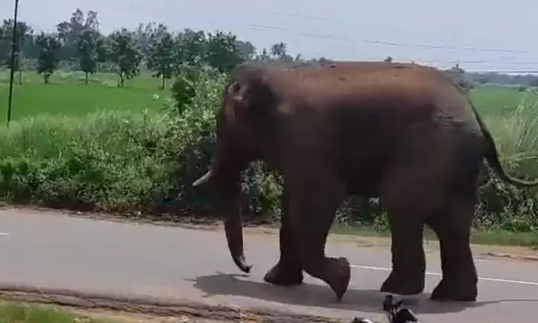 Forest Officials Visit Parvatipuram to Study Elephant-human Conflict