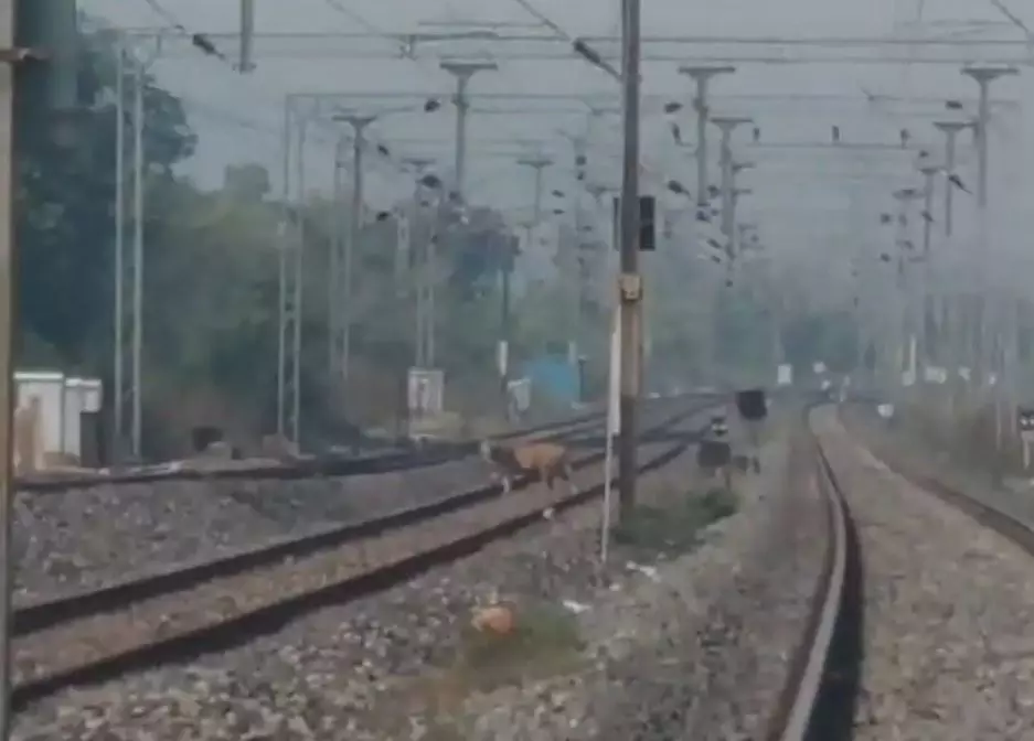 Tiger seen crossing railway tracks in Maha rly station