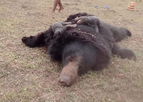 C’garh: In a First, Wild Animal Killed in Naxal IED Blast in Dantewada Jungle; Bear Dies in Explosion, Cubs Starve