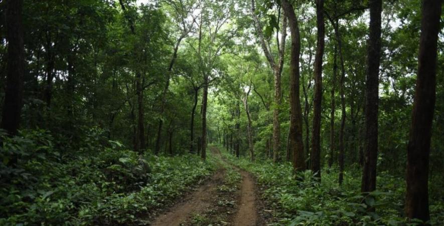 India's forest and tree cover grows by 1,445 sq km