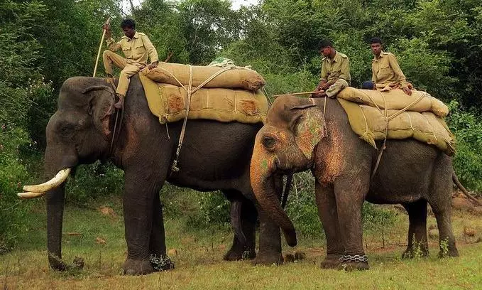 AP awaiting arrival of kumki elephants from Karnataka