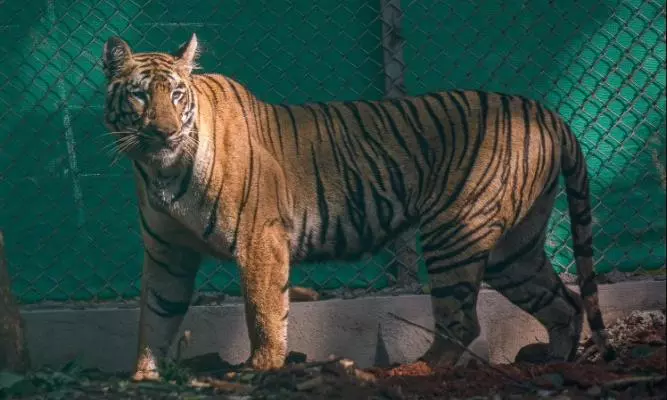 Efforts Underway to Tranquilize Tigress Zeenat and Bring her Back to Similipal