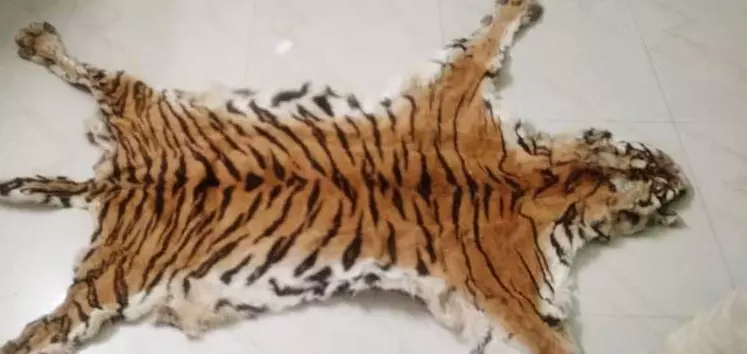 Royal Bengal Tiger skin seized, 4 arrested in Odisha