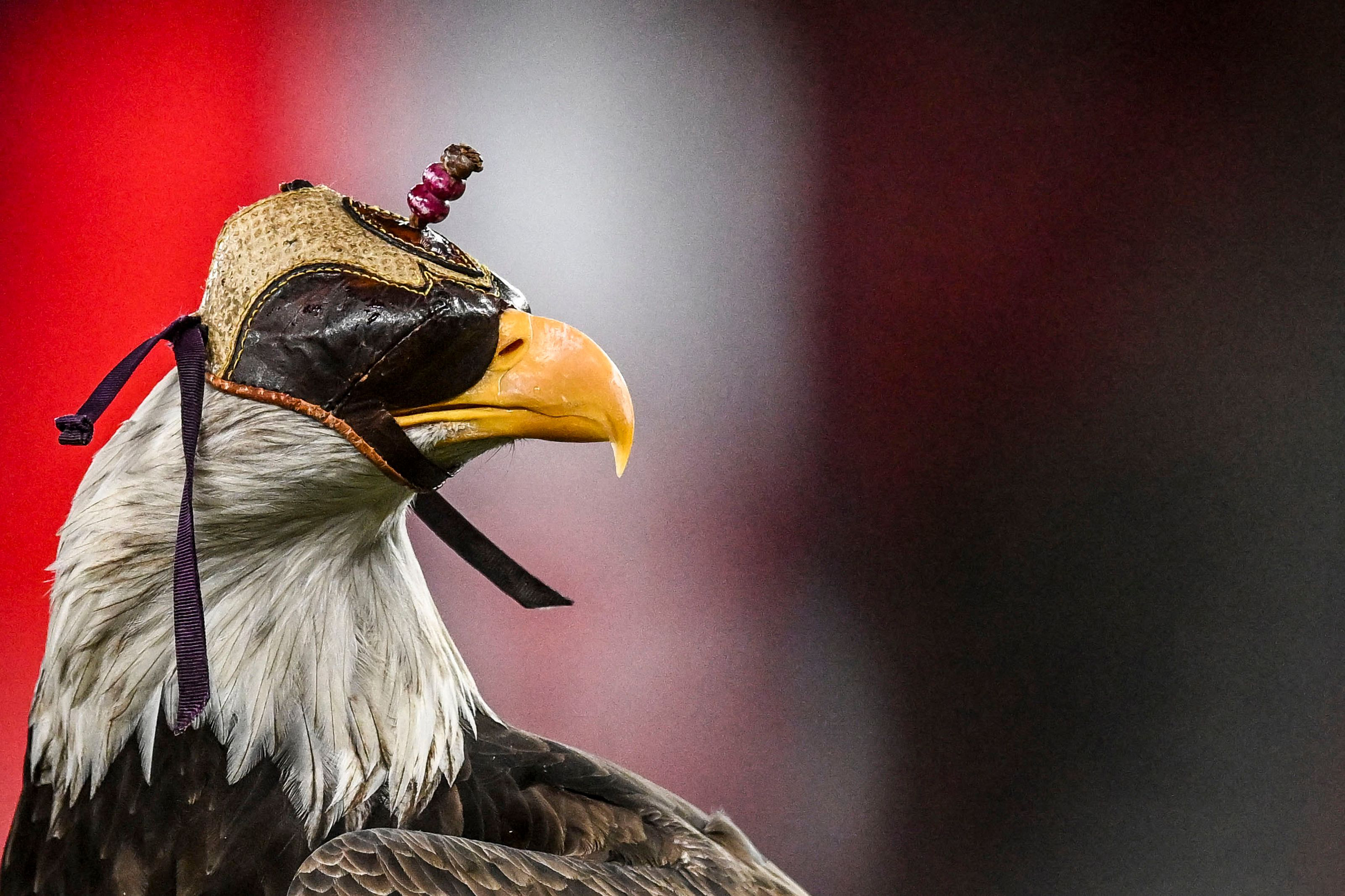 Biden signs bill officially making bald eagle national bird of US