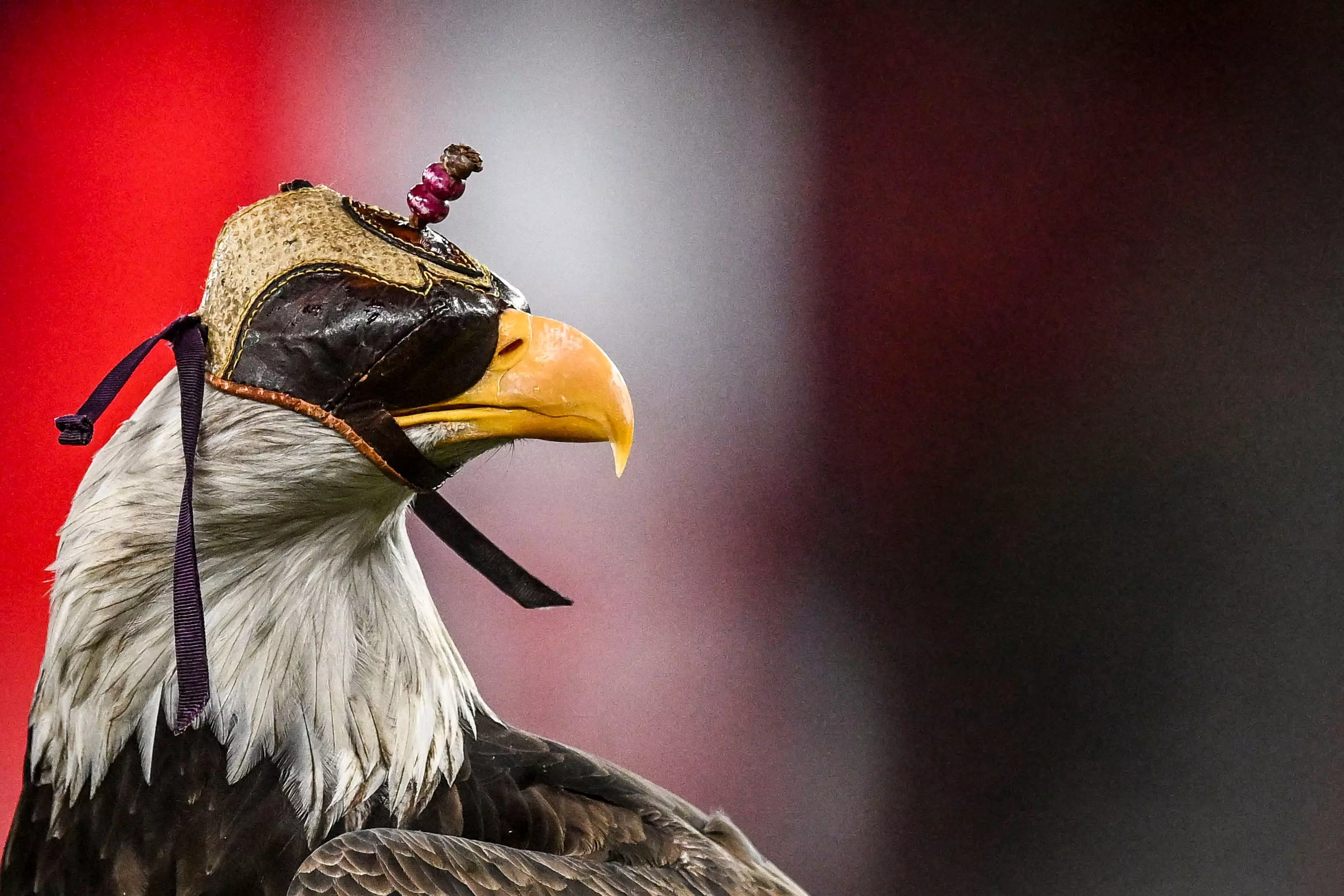 Biden signs bill officially making bald eagle national bird of US