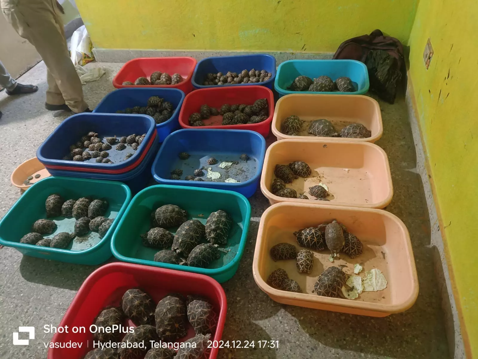 Hyderabad: Two Arrested for Smuggling Star and Red-Eared Slider Tortoises