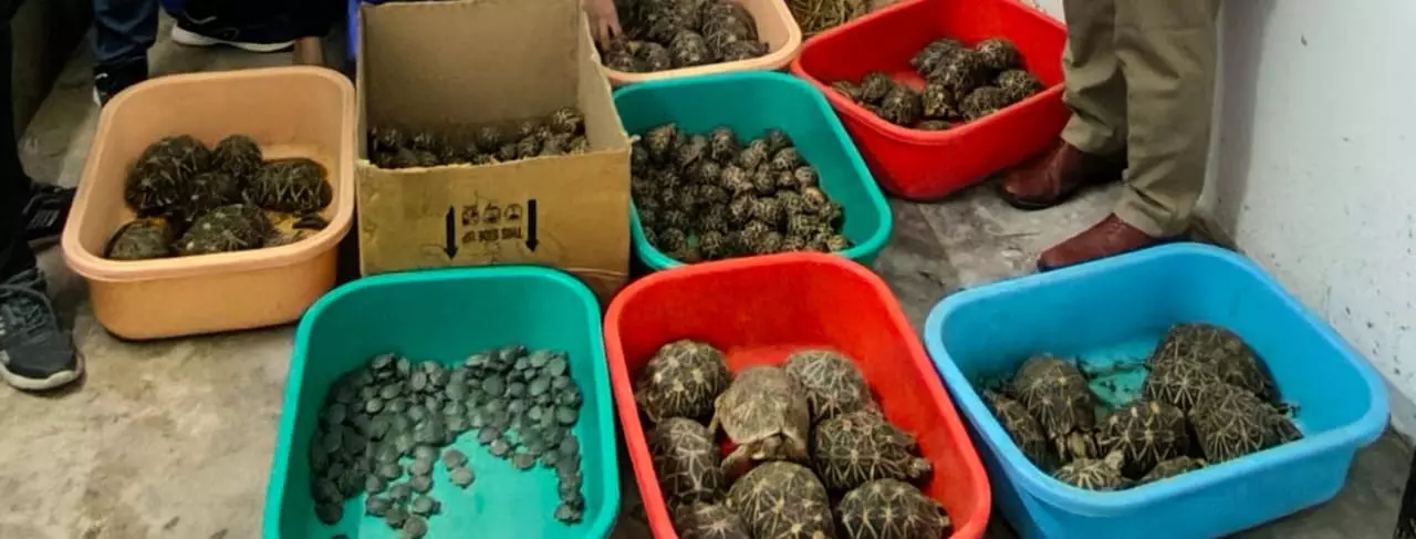 Interstate Tortoise Smuggling Racket Busted in Hyderabad