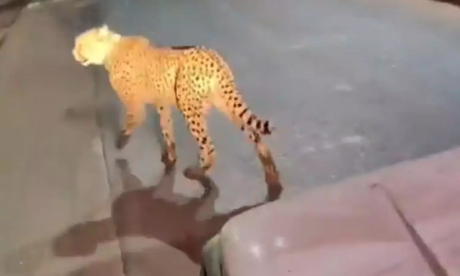 Kuno Cheetah Strays into Town, Spotted Moving on Road in MP