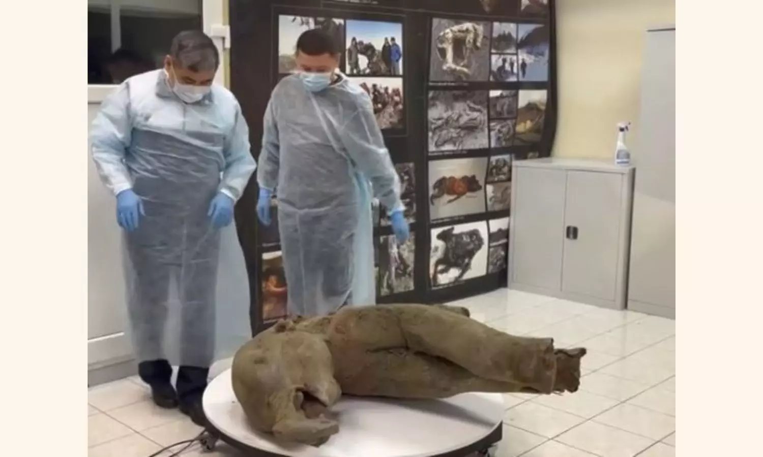 Baby mammoth preserved for 50,000 years is unveiled in Russia’s Siberia