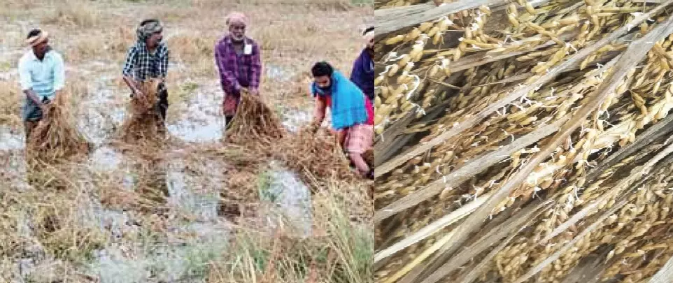 Two Odisha farmers die following crop damage from unseasonal rains