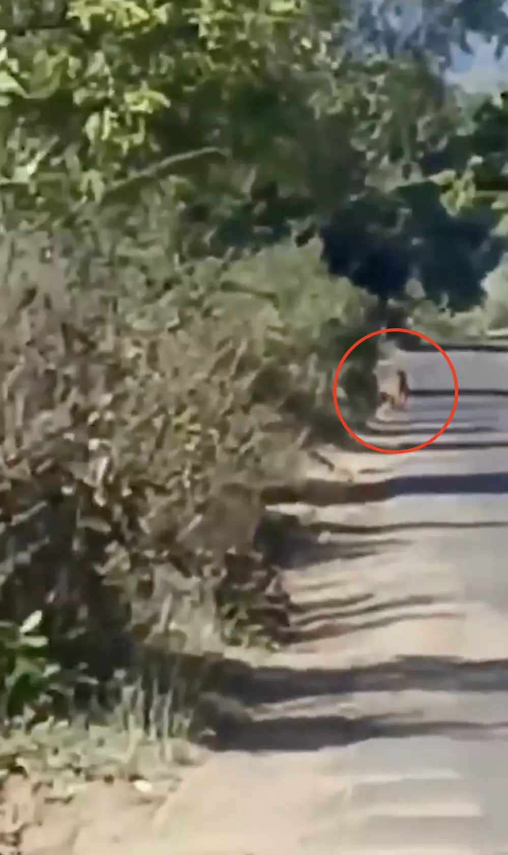 Tiger spotted on Telangana-Maharsahtra border