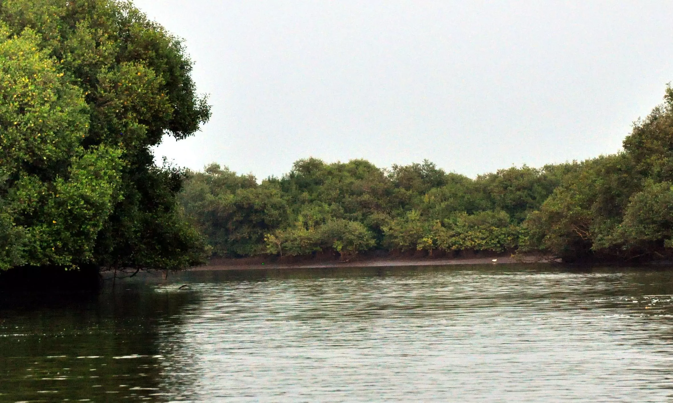 Notable Increase in AP’s Mangrove Cover