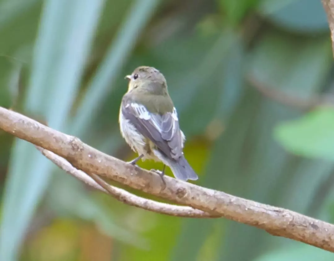 Korean flycatcher spotted for the first time in TG