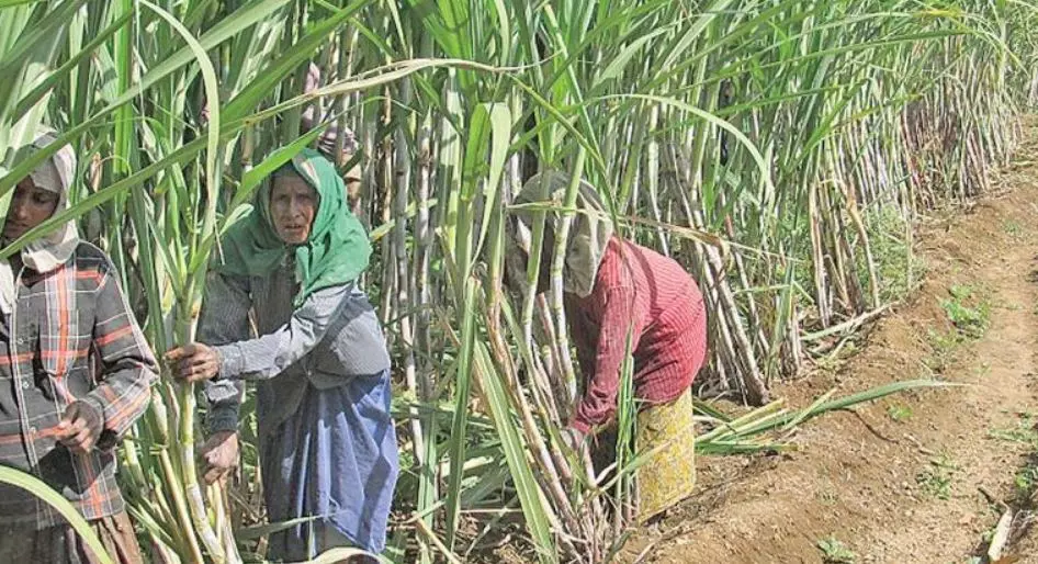 Sugar factories in Anakapalle facing significant challenges