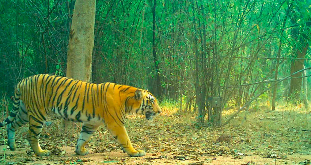 Captured Tiger Flummoxes Forest Officials