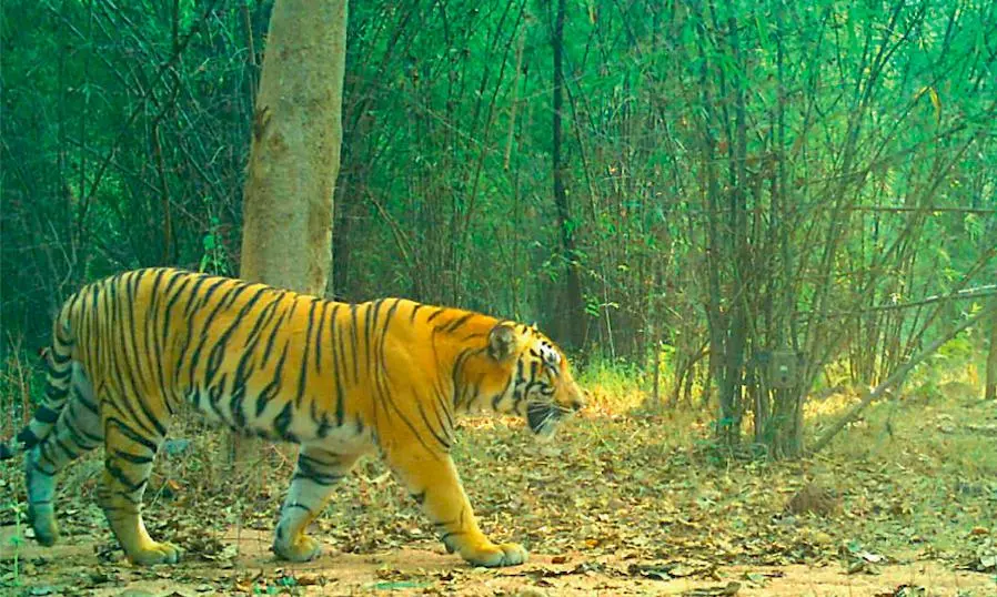 Tiger Keeps Cops, Forest Staff on Toes; People Panic