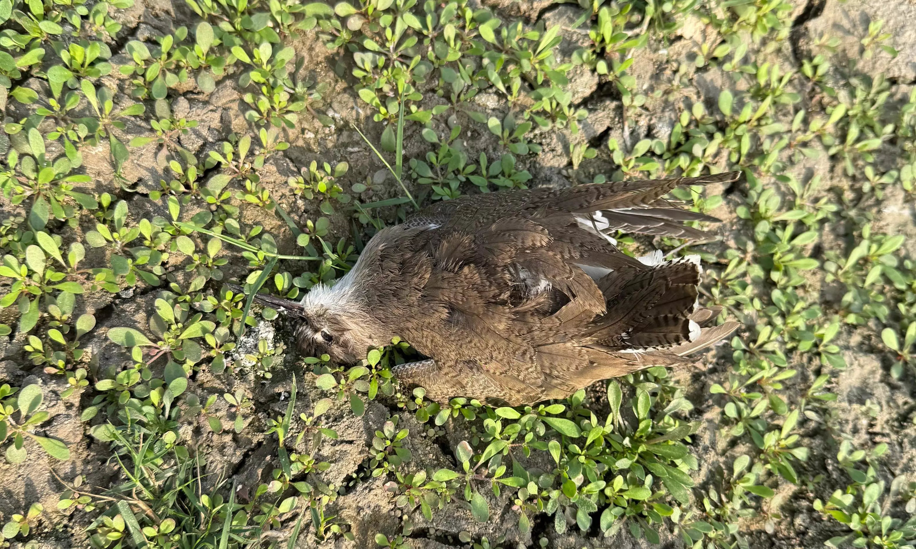 Many birds found dead at Kistareddypet lake