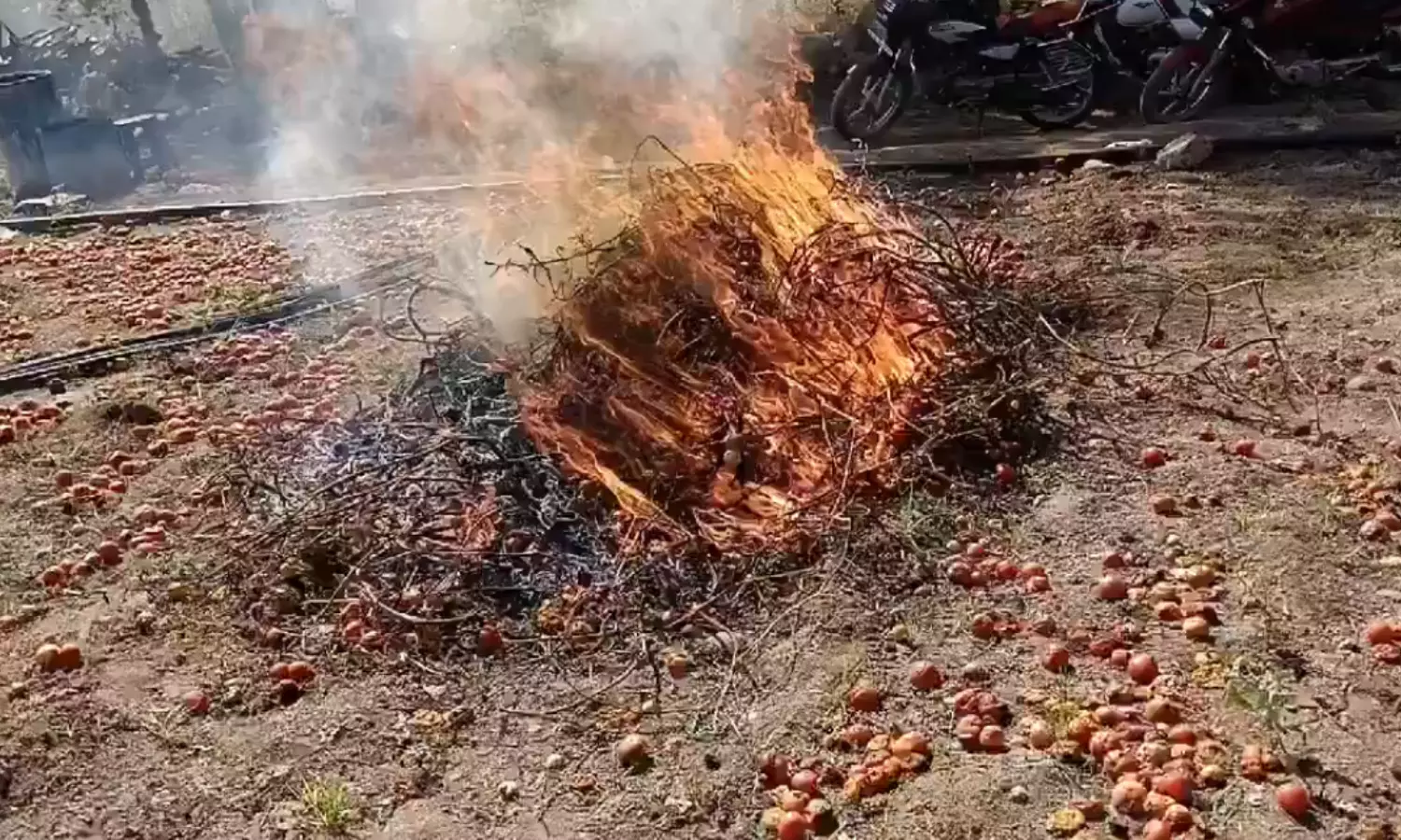 Medak: Tomato farmers set produce on fire as prices plummet