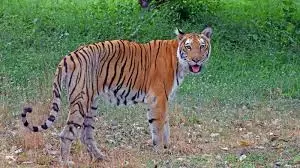 AP officials begin tiger census in Nallamala