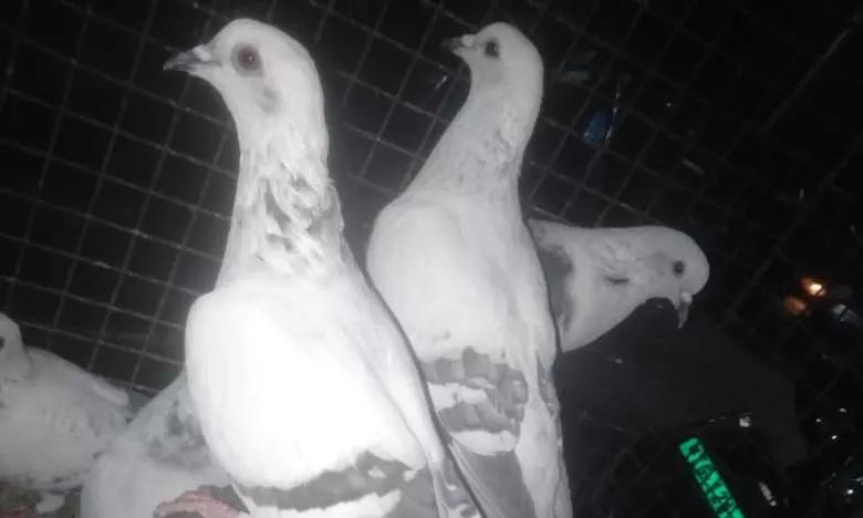 Illegal Bird Racing Busted, 250 Pigeons Saved