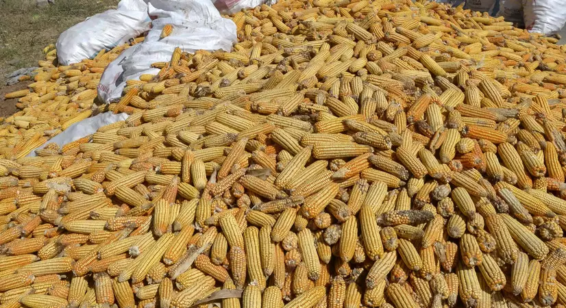 Prakasam Farmers Opt More for Maize Cultivation