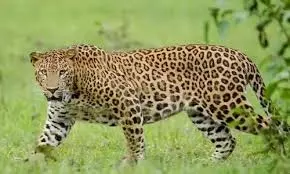 Leopard creates flutter in Srisailam