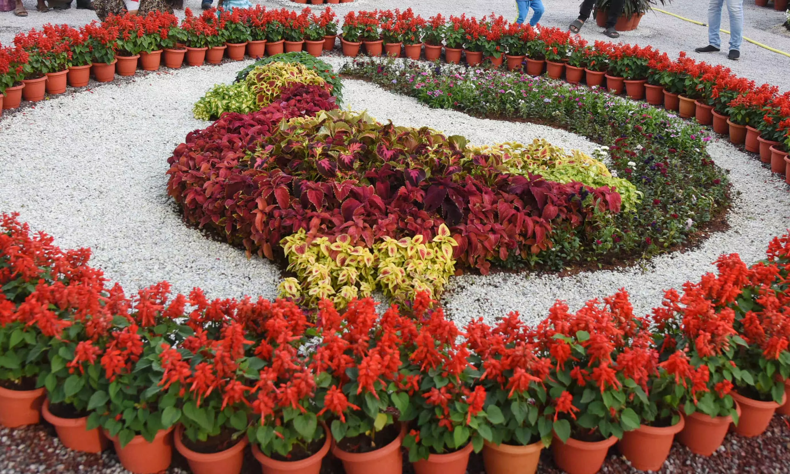 Rooftop Gardening, Hydroponics Take Centre Stage at Udyan Utsav