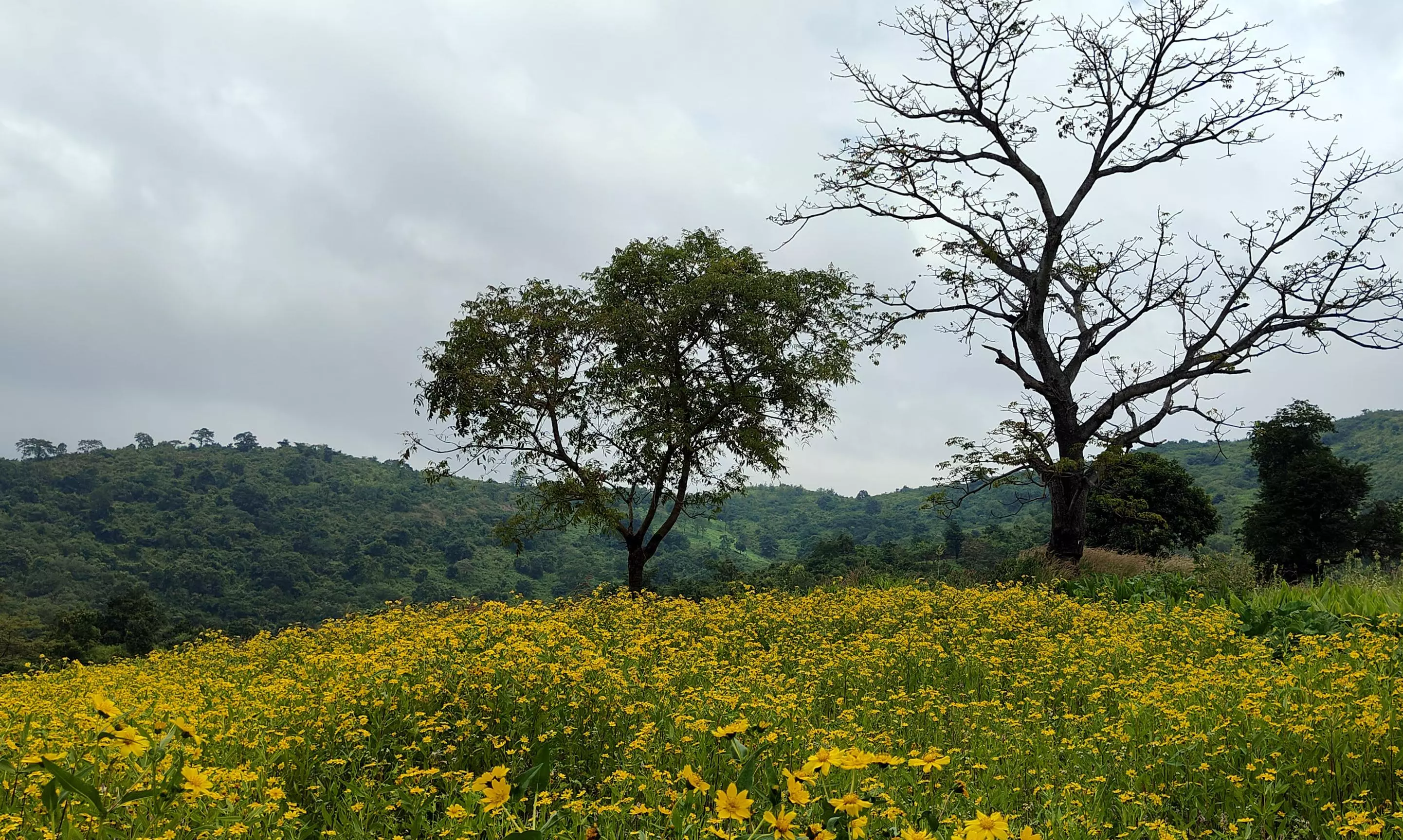 CJI, 25 SC Judges to Visit Araku on January 12