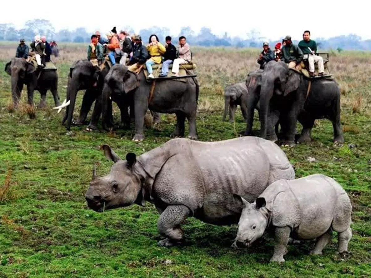 Kaziranga National Park records highest footfall in two-decade, Brahmaputra dolphins add new appeal