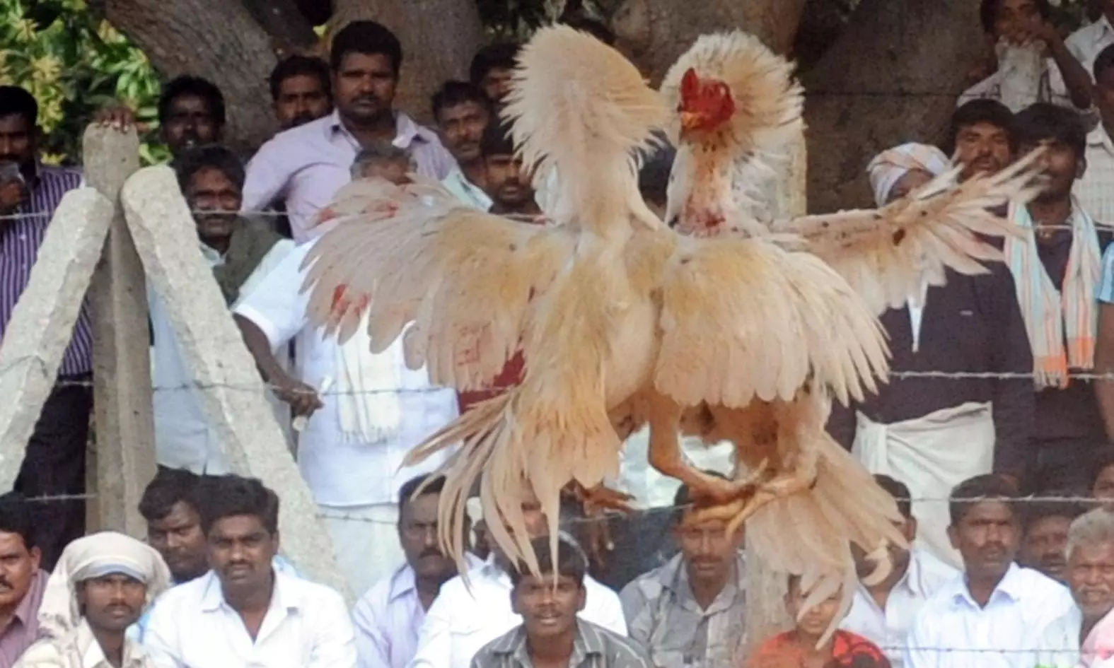 AP to Witness Multiple Rooster Gladiators in Same Arena This Sankranti