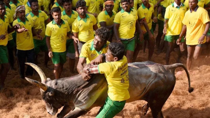 Tamil Ndu: Jallikattu begins in Madurai; 1,100 bulls, 900 tamers in fray