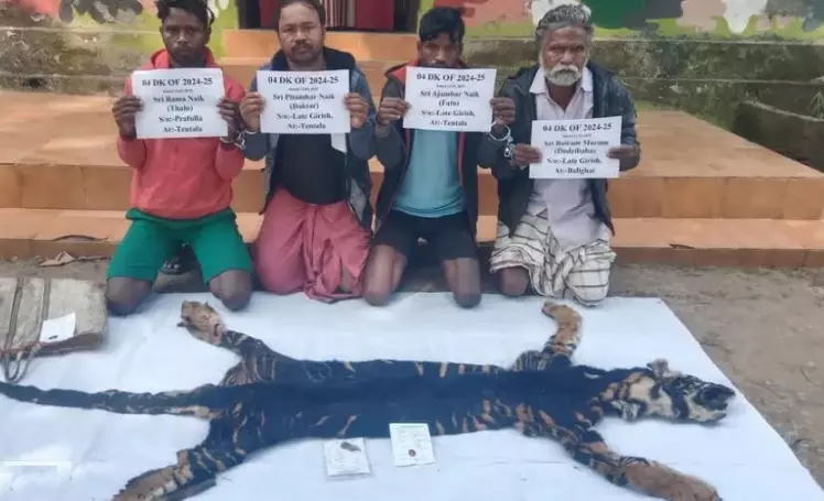 Rare Black Tiger Poached in Odisha; Four Arrested for Selling Skin