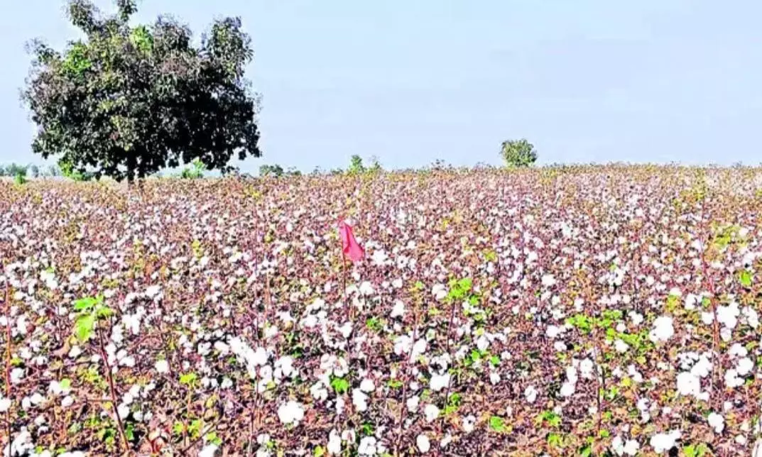 Farmers Protest Survey for Chinna Kaleshwaram Project