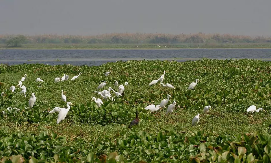 AP Assures SC to Fix Boundaries to Kolleru Wildlife Sanctuary in Three Months