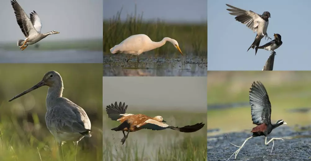 Mid-winter Waterfowl Census 2025: Odisha records over 15 lakh birds across wetlands