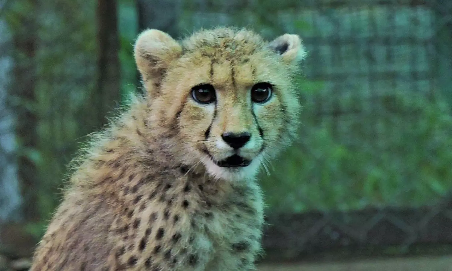 Kuno NP to Rewild Cheetah Cub in Major Conservation Milestone