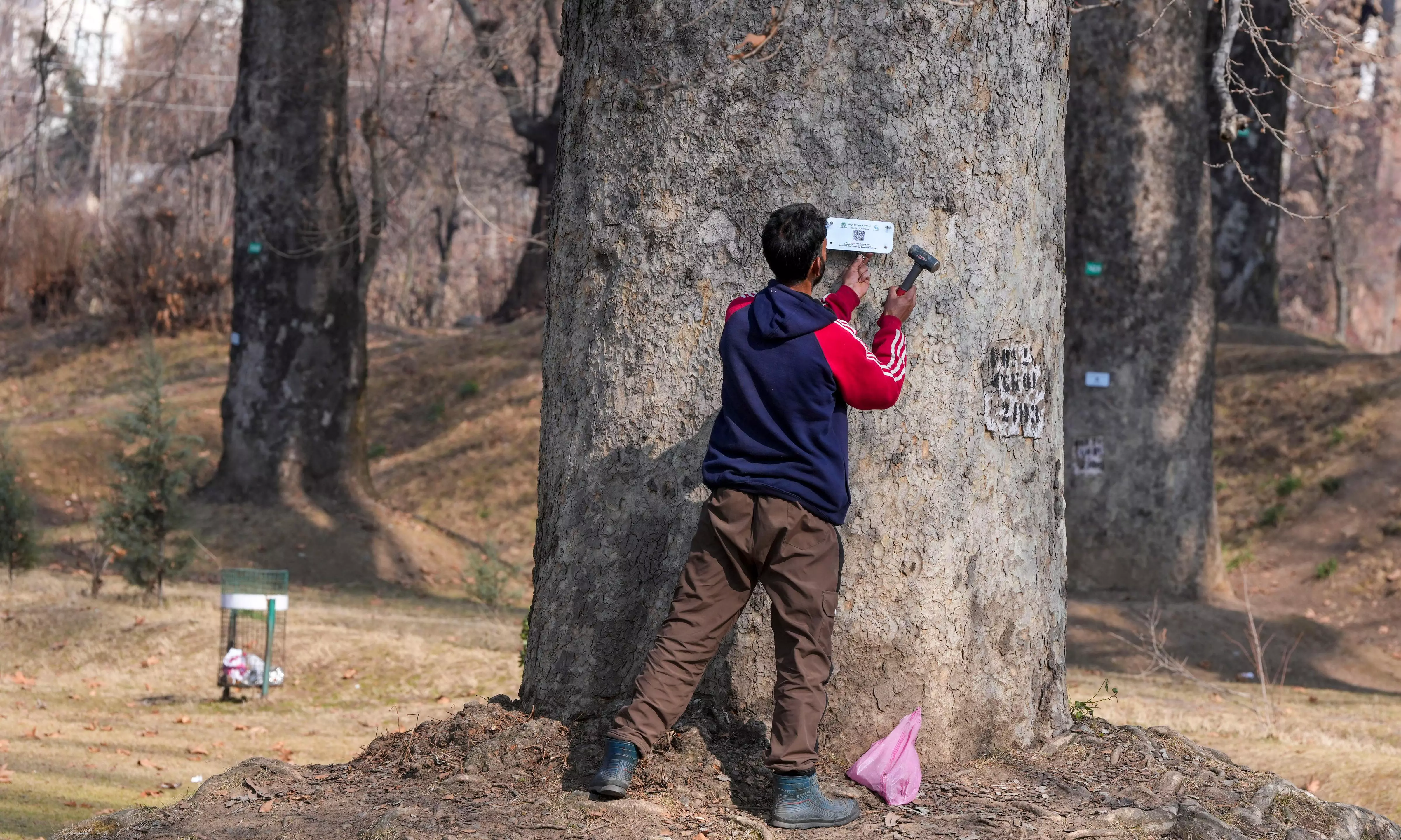 Symbol of Kashmirs natural heritage, chinar trees to be geo-tagged