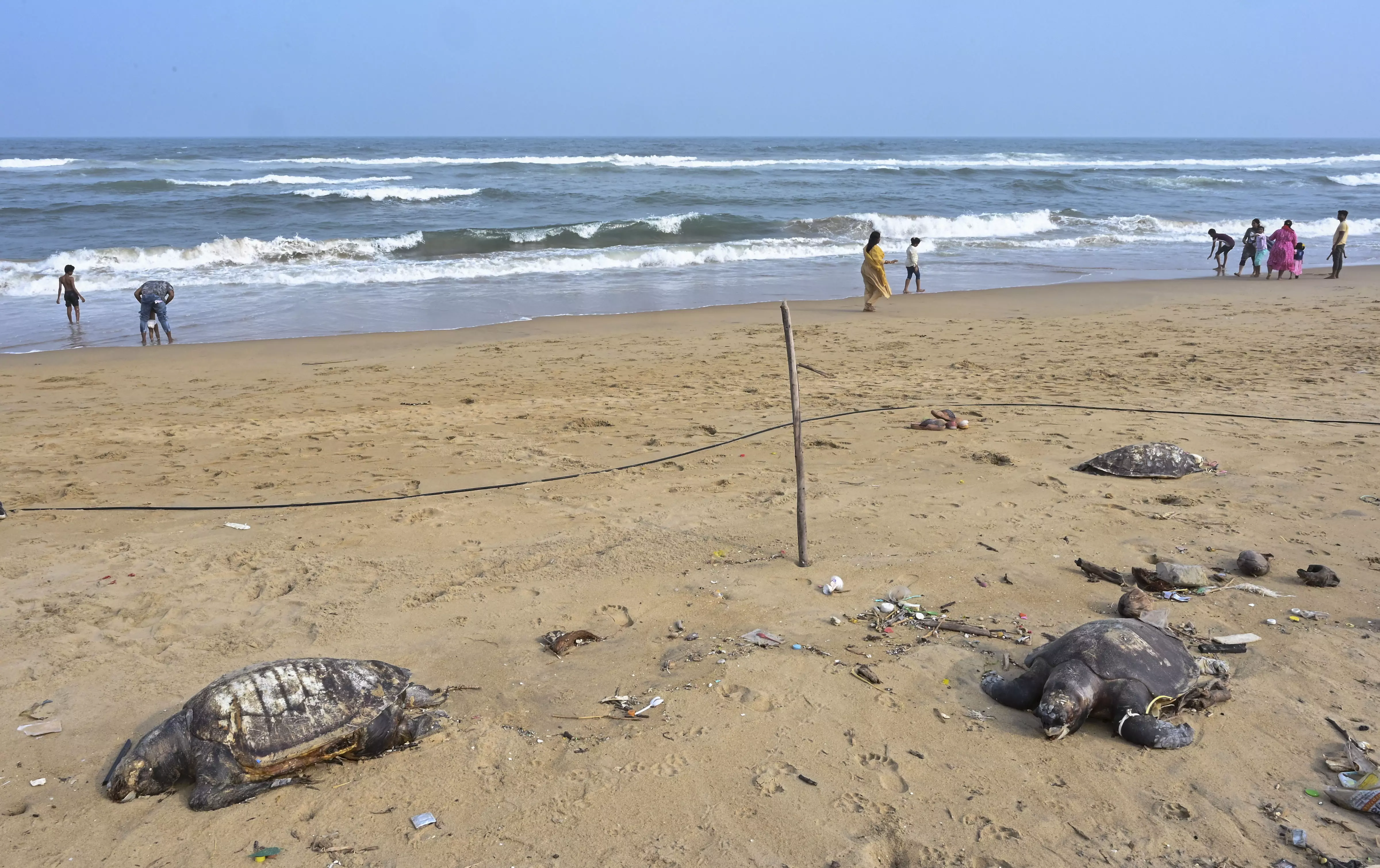 Authorities ramp up efforts to protect sea turtles as deaths on India’s shores continue to mount