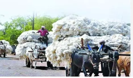 Telangana stands third in cotton production: Centre