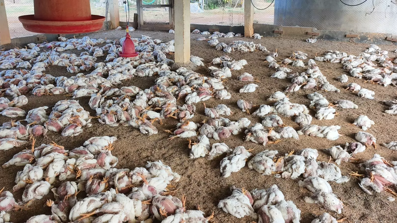 Bird Flu fears hit chicken sales in Hyderabad